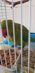 Found Indian Ringneck Parakeet