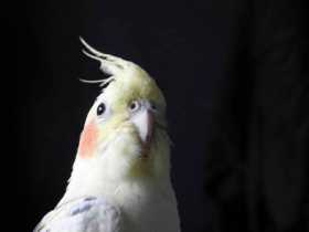 Found Cockatiel