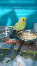 Found Budgerigar