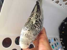 Found Budgerigar