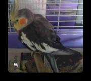 Found Cockatiel