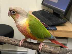 Found Conure