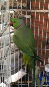 Found African Ringneck Parakeet