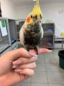 Found Cockatiel