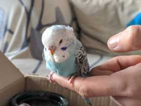 Found Budgerigar