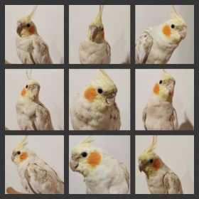 Found Cockatiel