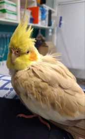 Found Cockatiel