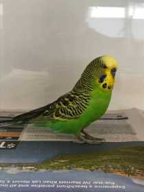 Found Budgerigar