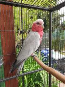 Found Galah Cockatoo