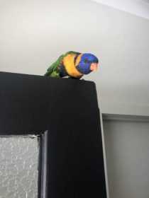 Found Lory / Lorikeet