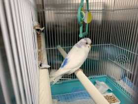 Found Budgerigar