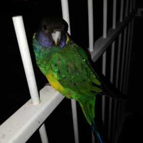 Found Bird / Parrot