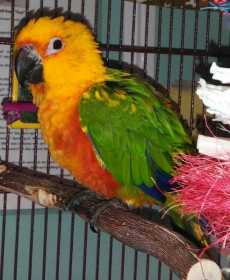 Found Conure