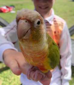 Found Conure