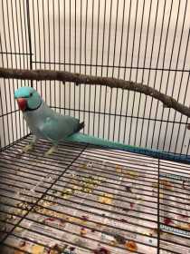 Found Indian Ringneck Parakeet