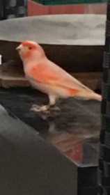 Found Canary