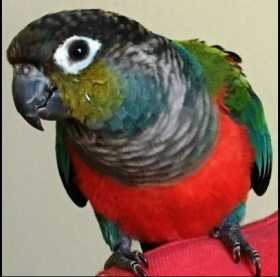 Found Conure