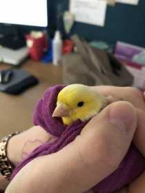 Found Canary