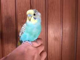 Found Budgerigar