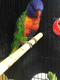 Found Lory / Lorikeet