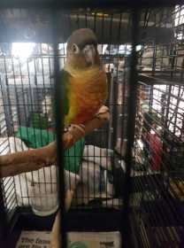 Found Conure