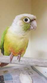 Found Conure