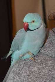 Found Indian Ringneck Parakeet