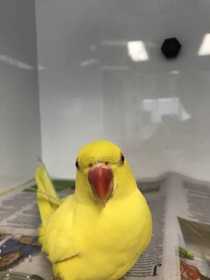 Found African Ringneck Parakeet
