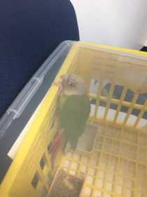 Found Conure