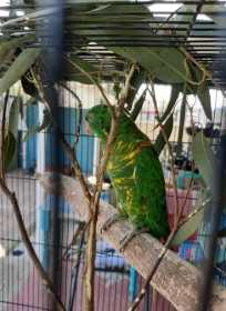 Found Lory / Lorikeet