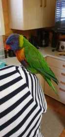 Found Lory / Lorikeet