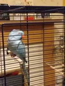 Found African Ringneck Parakeet