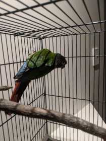 Found Conure