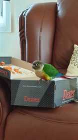 Found Conure