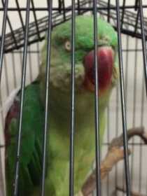 Found Alexandrine