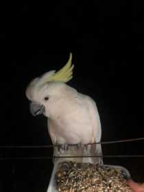 Found Cockatoo