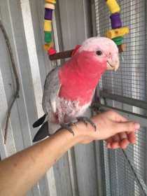 Found Galah Cockatoo