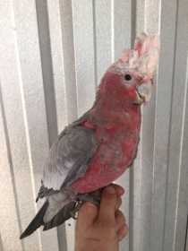 Found Galah Cockatoo