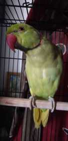 Found Indian Ringneck Parakeet