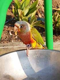 Found Conure