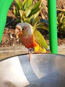 Found Conure