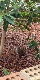 Found Quail
