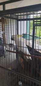 Found Cockatoo