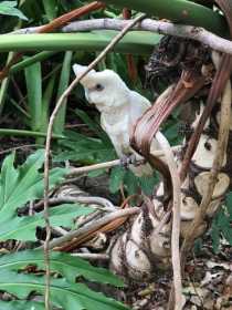 Found Corella Cockatoo