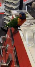 Found Lory / Lorikeet