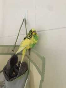 Found Budgerigar