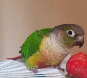 Found Conure