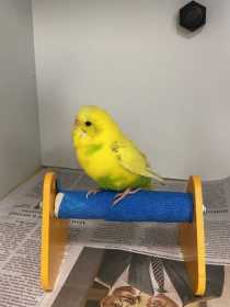 Found Budgerigar