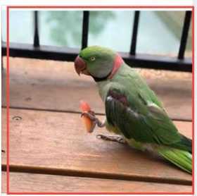 Found Indian Ringneck Parakeet