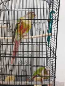 Found Conure